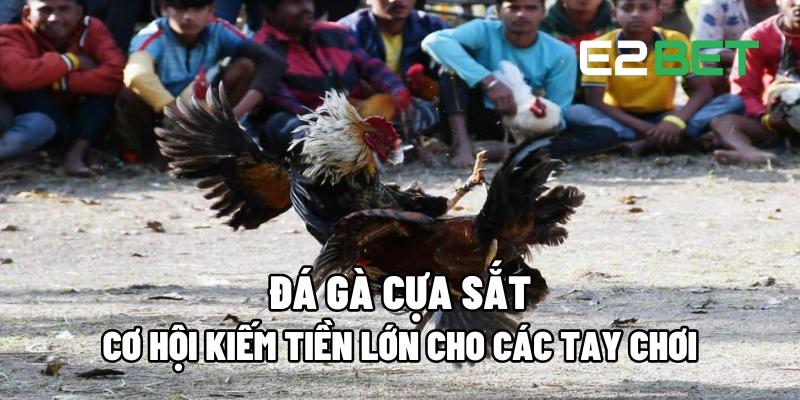Đá Gà Cựa Sắt: Cơ Hội Kiếm Tiền Lớn Dành Cho Những Tay Chơi Thực Thụ 4 Đá Gà Cựa Sắt